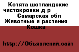 Котята шотландские чистокровки д.р.03.01.2017 - Самарская обл. Животные и растения » Кошки   